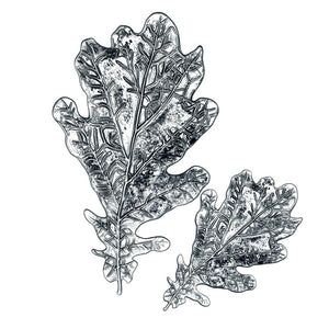 Tim Holtz Oak Leaf 3-D Impresslits Embossing Folder - 665374 Sizzix